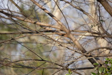 Curious Female Yellow-Rumped Warbler