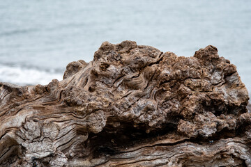 Natürliche Skulptur aus Holz Treibholz am Strand