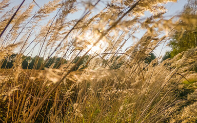 sunset in tall grass in autumn