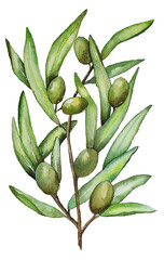 Olive branch with fruits and leaves. Isolated object on white background. Watercolor illustration.