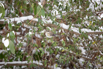Curious Female Yellow-Rumped Warbler