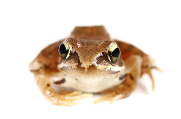 Agile frog (Rana dalmatina) isolated on white background