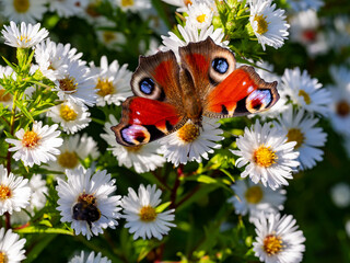 colourful butterfly in the sun 