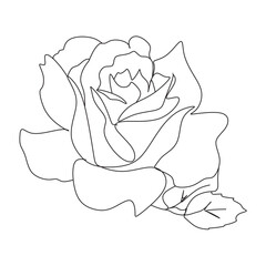 sketch of rose