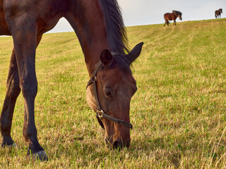 Naklejka na ściany i meble The horse is grazing in the field.