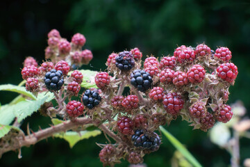 Unripe wild blackberries in summer.