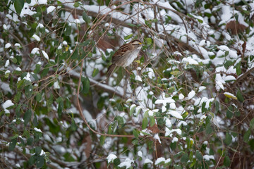 White-Throated Sparrow Eating a Purple Berry