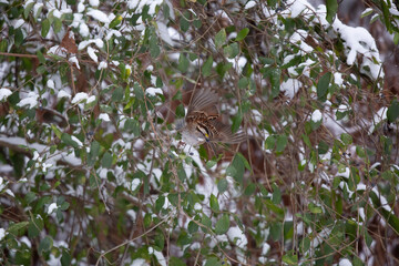 White-Throated Sparrow Eating a Purple Berry