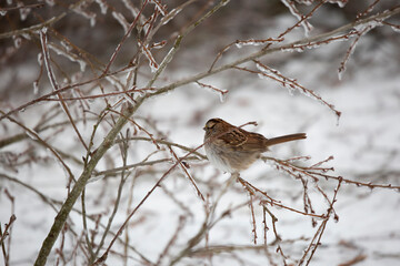Curious White-Throated Sparrow Looking Around