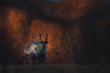 Reindeer in the autumn sun in Norway