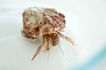 crab in a beach house