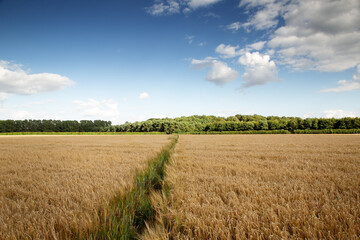 Buckinghamshire countryside in the uk
