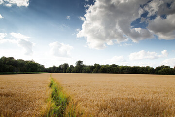 Buckinghamshire countryside in the uk