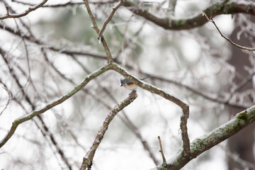 Tufted-Titmouse on an Icy Tree