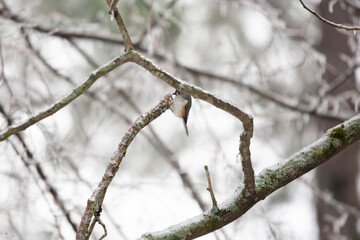 Tufted-Titmouse Foraging on an Icy Tree