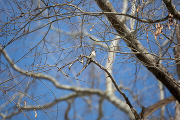Tufted-Titmouse Looking Out Majestically