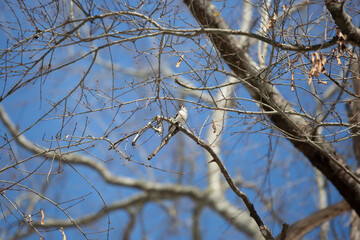 Tufted-Titmouse Looking Out Majestically