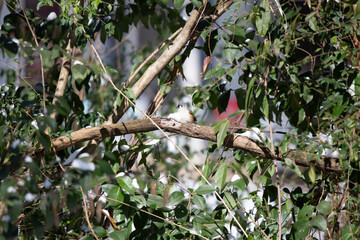 Tufted-Titmouse Foraging on Snow