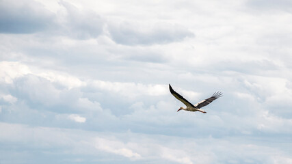 Stork among the clouds