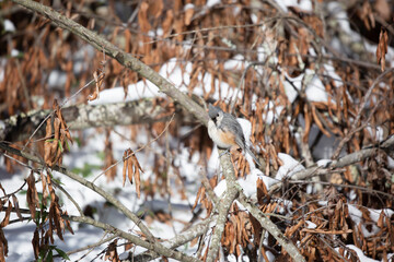 Majestic and Curious Tufted-Titmouse