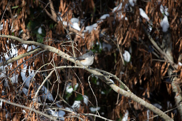 Majestic and Curious Tufted-Titmouse