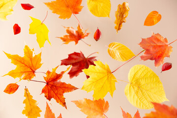 Autumn leaves in motion. Red, yellow leaves falling or flying on a light background.
