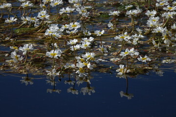 Obraz na płótnie Canvas Algae flowers reflected on water