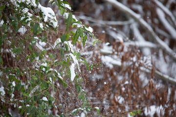 Snow Falling off Bush