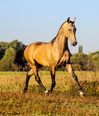 horse in the field,  golden horse runs through the meadow at dawn,