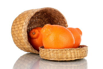 Three juicy bright orange minneolae with a straw basket, close-up, isolated on white.