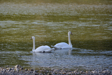 Swans