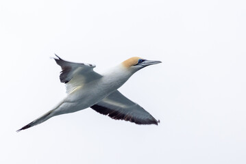 Australasian Gannet in New Zealand