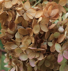Brown Panicled Hydrangea Close Up