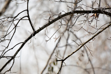 Fototapeta na wymiar Ice Covering a Tree