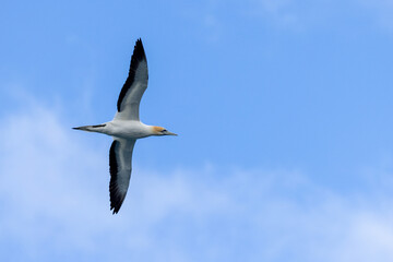 Australasian Gannet in New Zealand