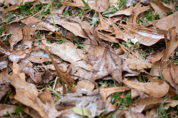 Sleet on the Ground