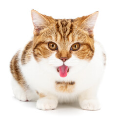 Cute cat shows big tongue isolated on white. Playful kitten licking lips