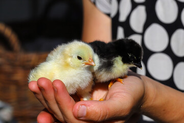 Little newborn fluffy chicks in a woman's palm - close up. Countryside, agriculture.
Chickens in the palm
