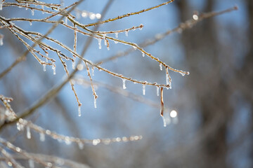 Ice on a Tree