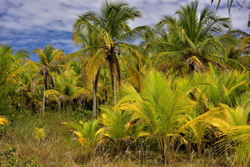 Paisaje de Boca de Drago, en el oeste de la isla de Bocas del Toro, en el noroeste de Panamá