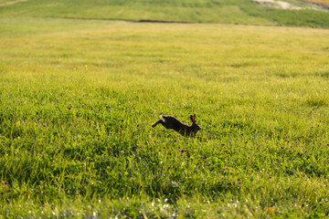 Brown hare 