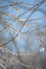 Ice on a Tree