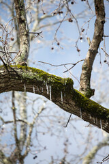 Icicles Hanging from a Tree Limb