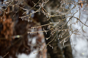 Ice on a Tree