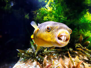 Kongo-Kugelfisch (Fahaka Pufferfish) in aquarium © Bekheet
