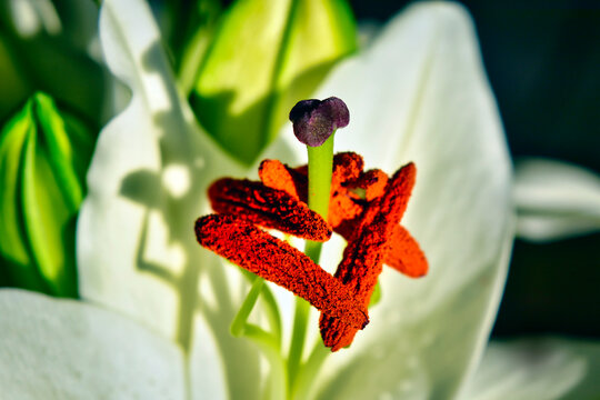 A close up of a tulip pistil and stamens