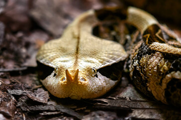 portrait of a snake looking straight ahead