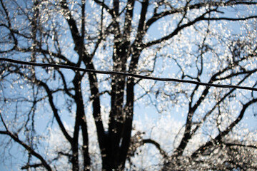 Ice on a Powerline