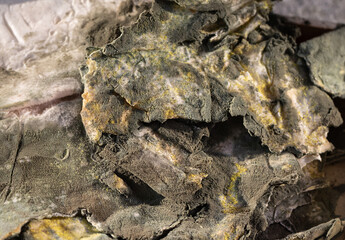 selective focus on spoiled pita bread close-up. Powdery mildew mould hypha and spores