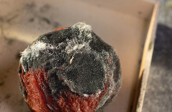 selective focus on overripe fruit mold. Studying the stages of mold formation on rotten food. Concept of food storage